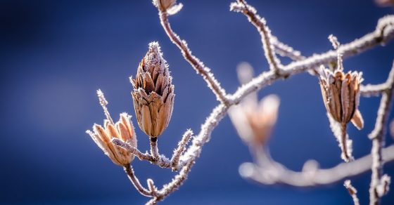 nature, hiver, froid, gelée, arbre, bourgeons