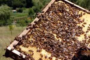 Les abeilles domestiques du Rucher communal