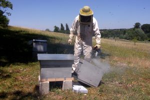 Enfumage d'une ruche du Rucher communal