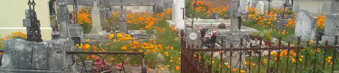 Renaturation des cimetières : la nature reprend ses droits au cimetière du Bourg