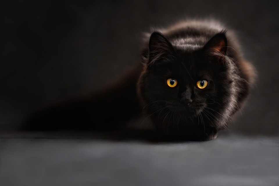 chat noir aux yeux jaunes