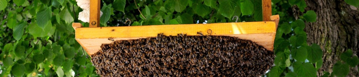 Protégeons les abeilles