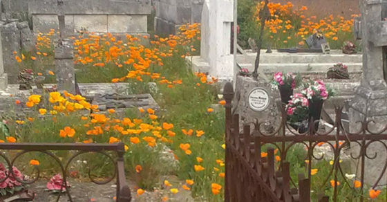 Renaturation du cimetières du Bourg
