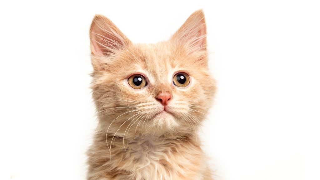 chat roux